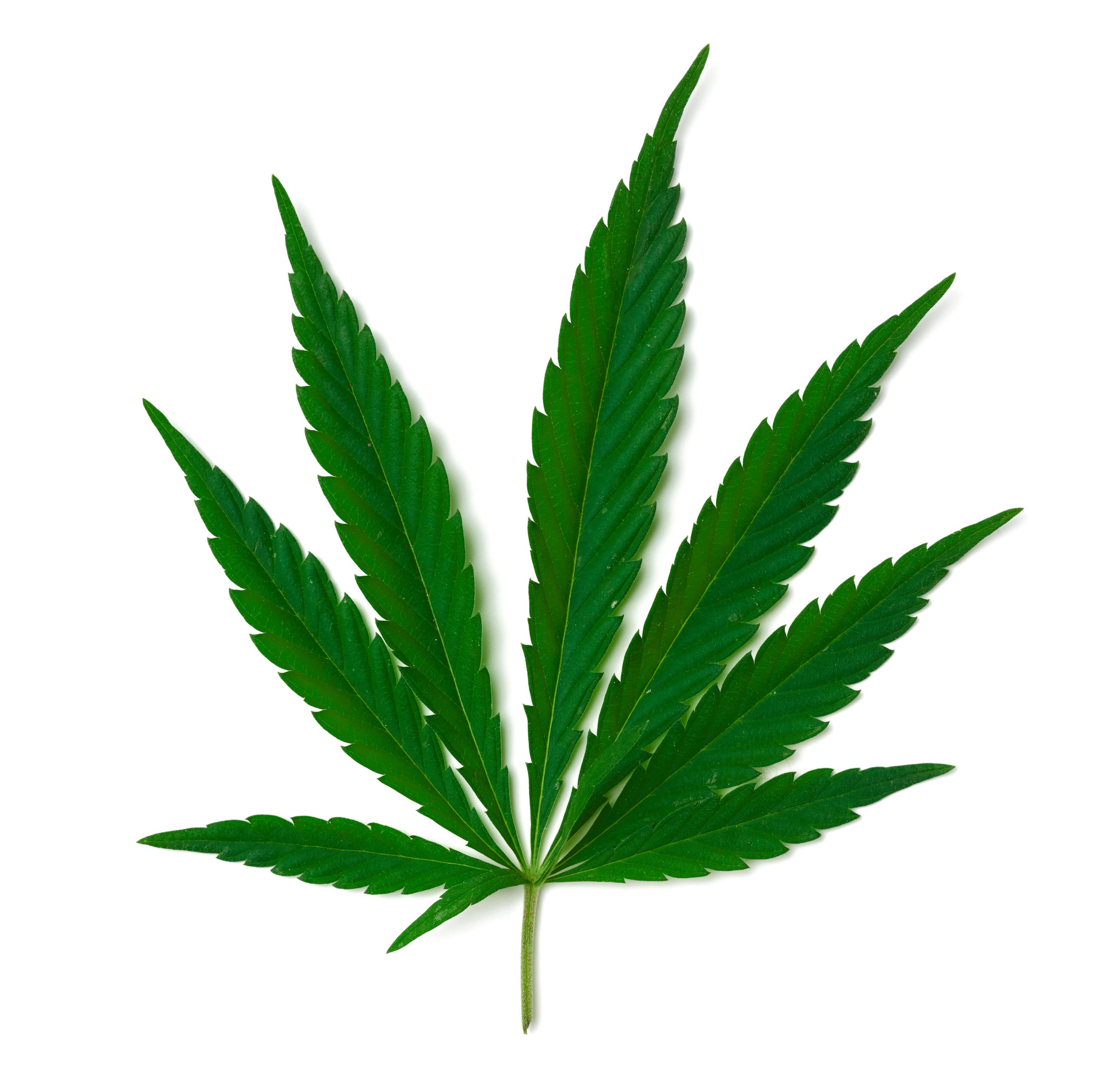 Read more about the article FREIE WÄHLER: Regulative Vorgaben für die Cannabislegalisierung